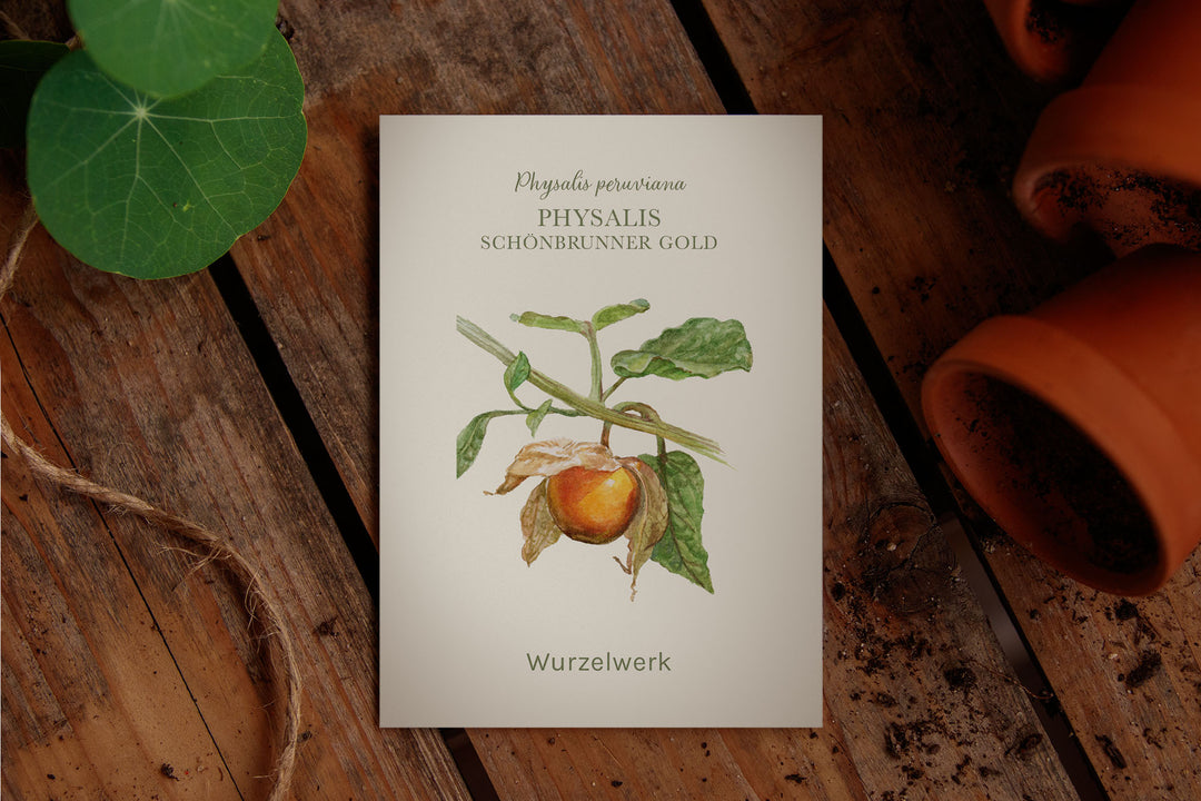 Saatguttütchen Physalis "Schönbrunner Gold"