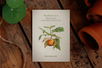 Saatguttütchen Physalis "Schönbrunner Gold"