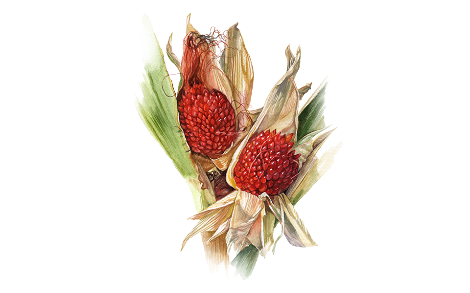 Illustration Popcornmais "Erdbeermais"