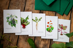 Postkartenset mit 5 Postkarten