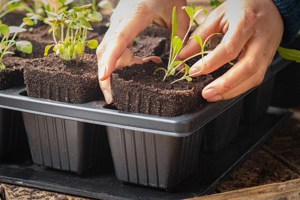 QuickPot Anzuchtplatten