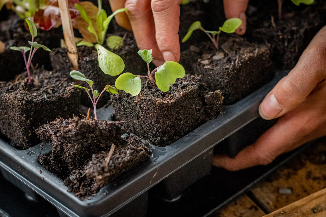 Quickpot "Groß" bei Bepflanzung