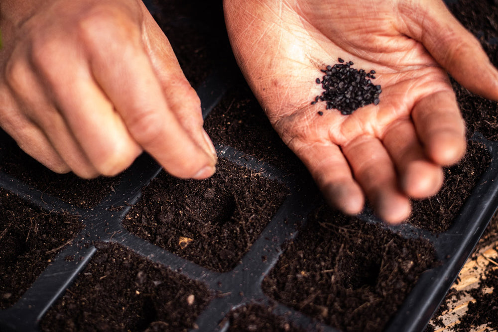 QuickPot Anzuchtplatten