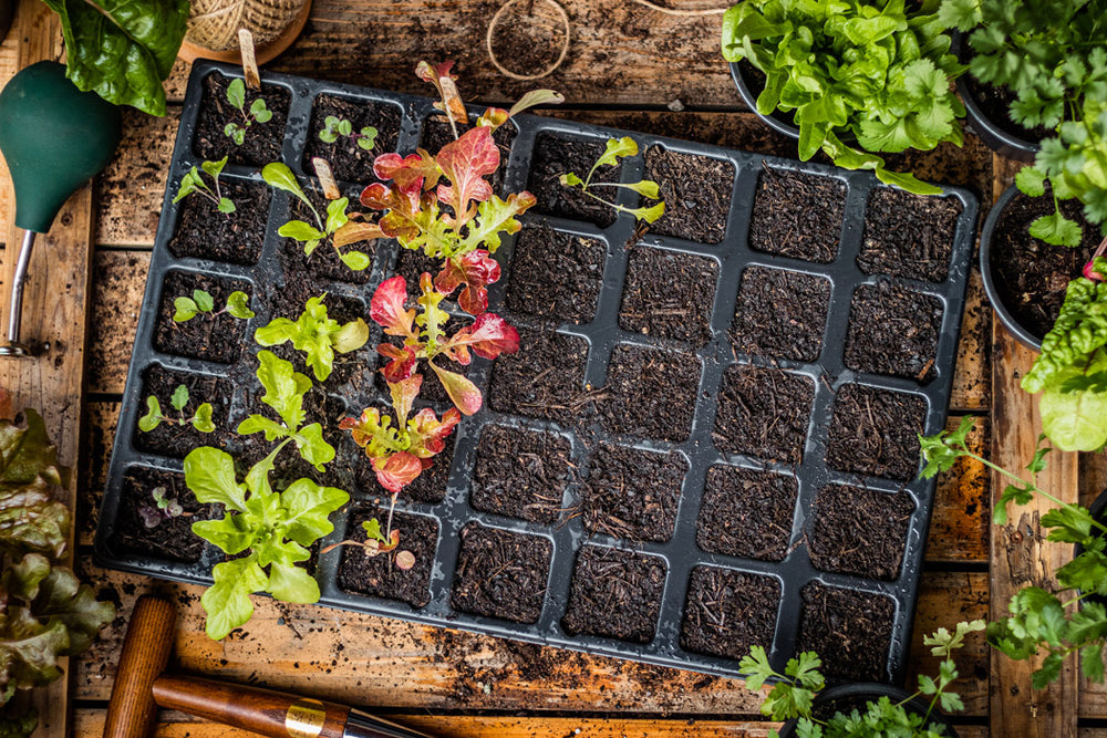 QuickPot Anzuchtplatten