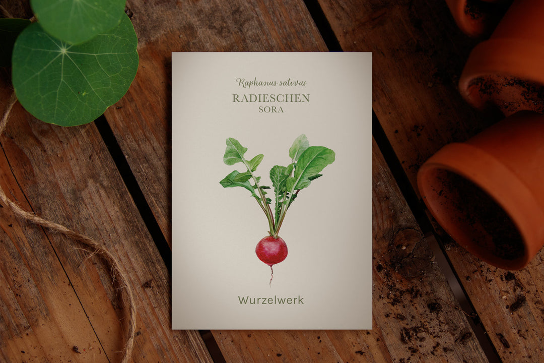 Saatguttütchen Radieschen "Sora"