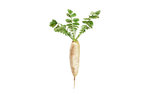 Illustration Radieschen "Eiszapfen"