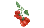 Illustration Reisetomate "Voyage"