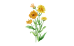 Illustration Ringelblume
