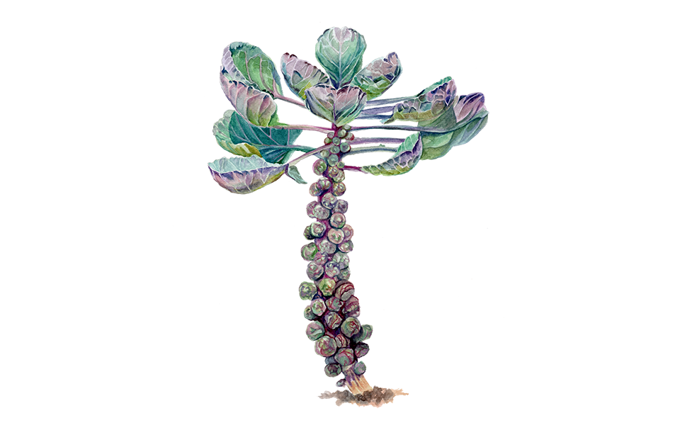 Illustration vom Rosenkohl "Rubine"