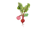 Illustration Rote Bete