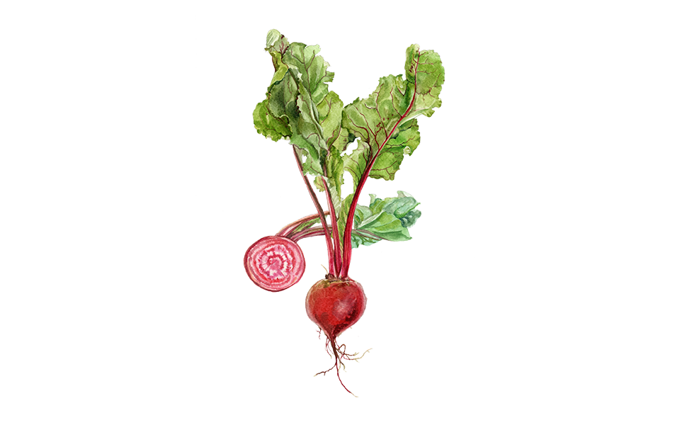 Illustration Rote Bete