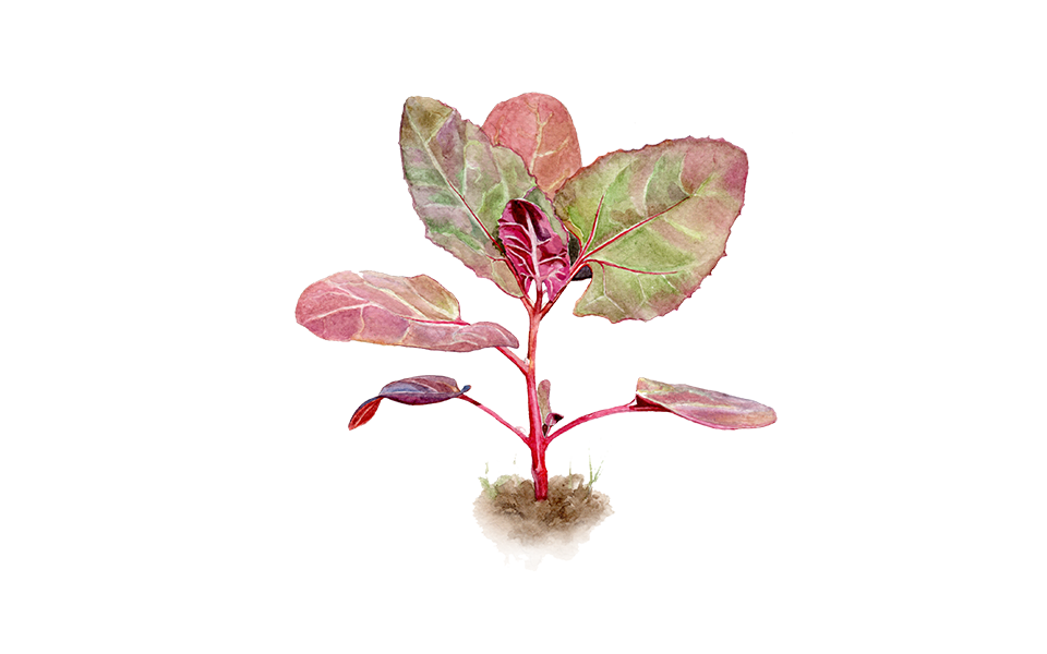 Illustration Spinatgemüse "Rote Gartenmelde"