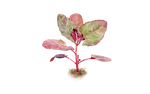 Illustration Spinatgemüse "Rote Gartenmelde"