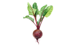 Illustration Rote Bete "Robushka"