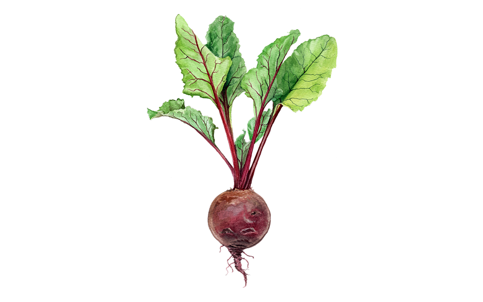 Illustration Rote Bete "Robushka"