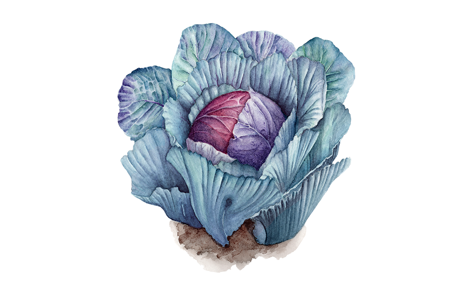 Illustration Rotkohl "Granat"