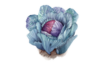 Illustration Rotkohl "Granat"