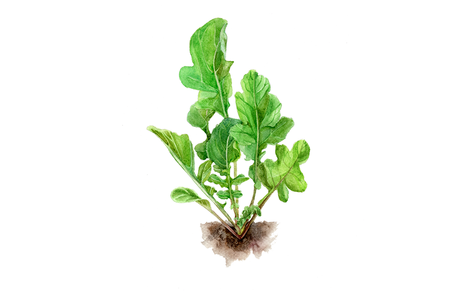 Illustration Rucola