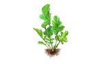 Illustration Rucola