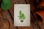 Saatguttütchen Rucola