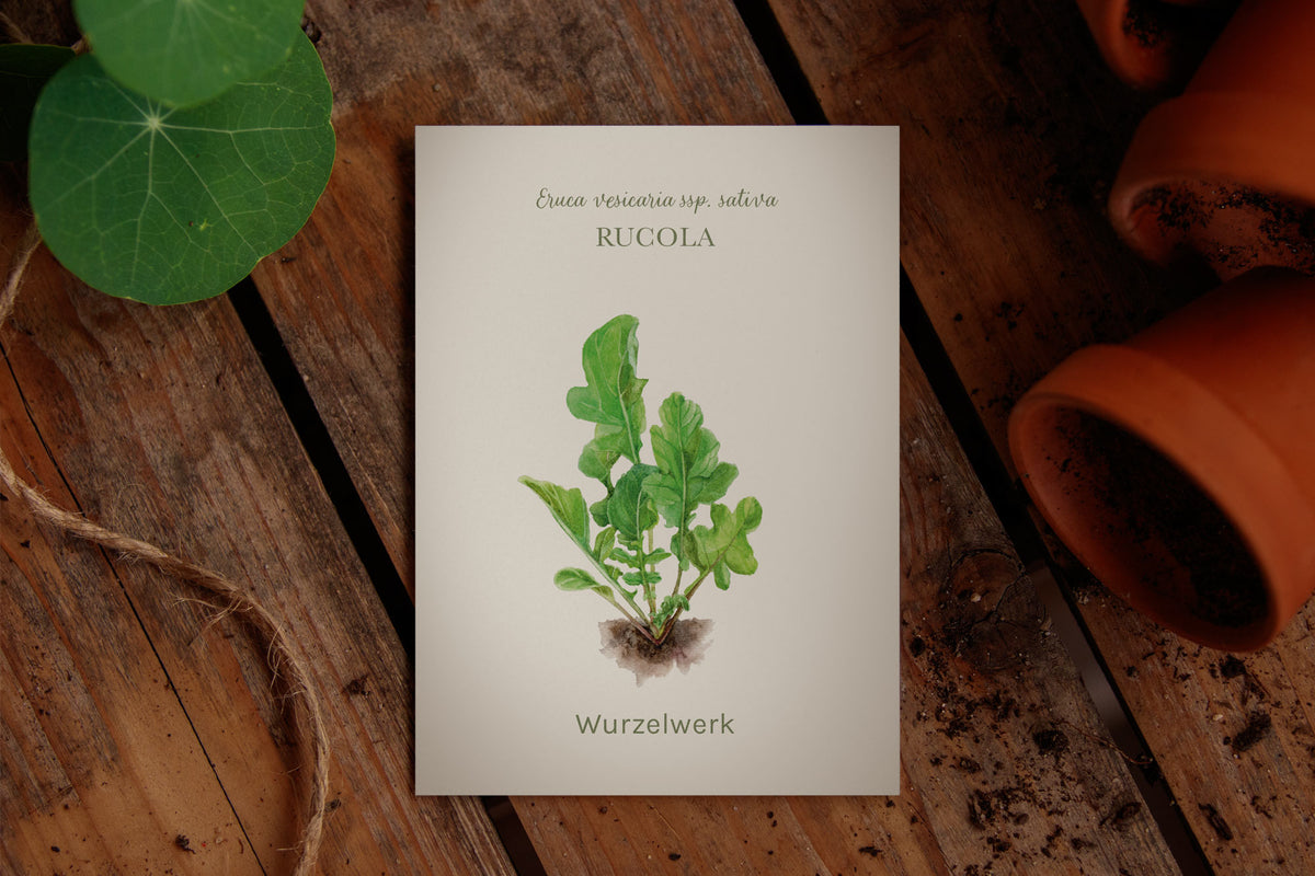Saatguttütchen Rucola