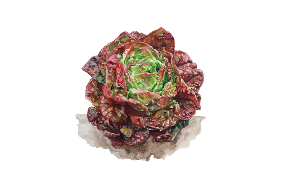 Illustration Kopfsalat "Baquieu"