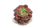 Illustration Kopfsalat "Baquieu"