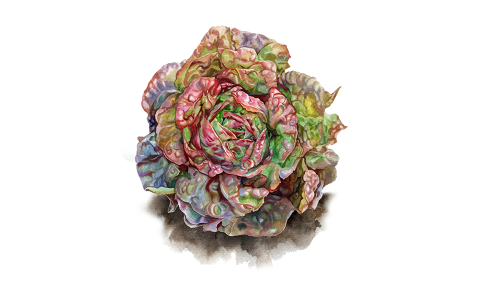 Illustration Salat "Merveille des Quatre Saisons"