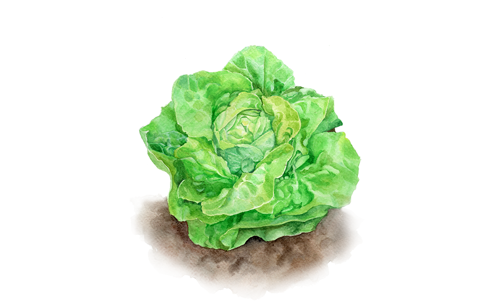 Illustration Kopfsalat "Summertime"