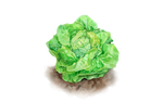 Illustration Kopfsalat "Summertime"