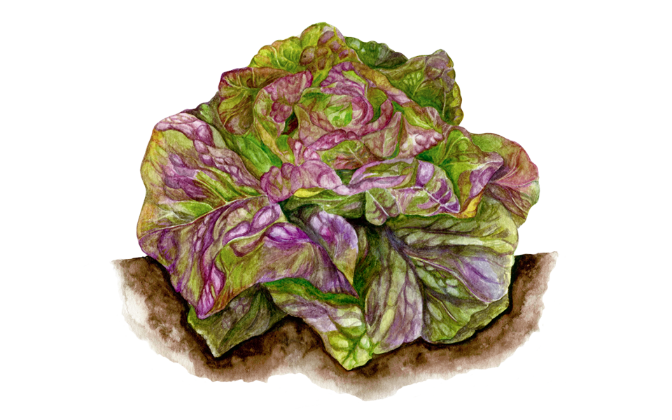 Kopfsalat ‘Pirat’, 5er Set Bio-Jungpflanzen