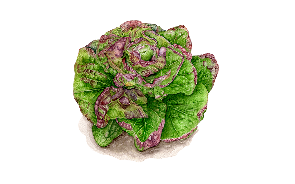 Illustration Salat "Pirat"