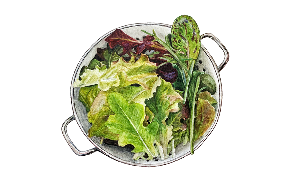 Pflücksalat Mix Mesclun