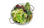 Illustration Pflücksalat Mix "Mesclun"