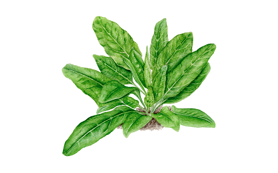 Illustration Sauerampfer