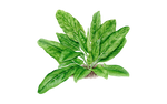 Illustration Sauerampfer