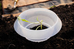Schneckenkragen transparent im Beet mit Jungpflanze