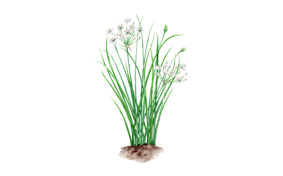 Illustration Schnittknoblauch