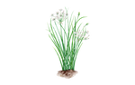 Illustration Schnittknoblauch