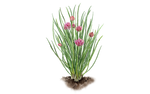 Illustration Schnittlauch "Schmitt"