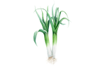 Illustration Sommerlauch "Hilari"