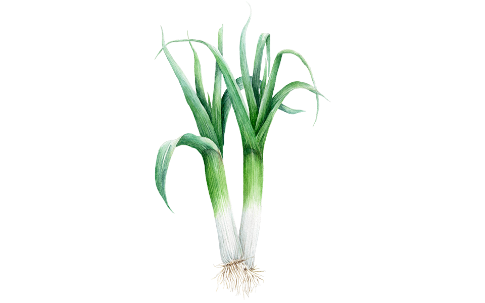 Illustration Sommerlauch "Hilari"