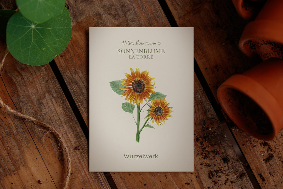 Saatguttütchen Sonnenblume "La Torre"