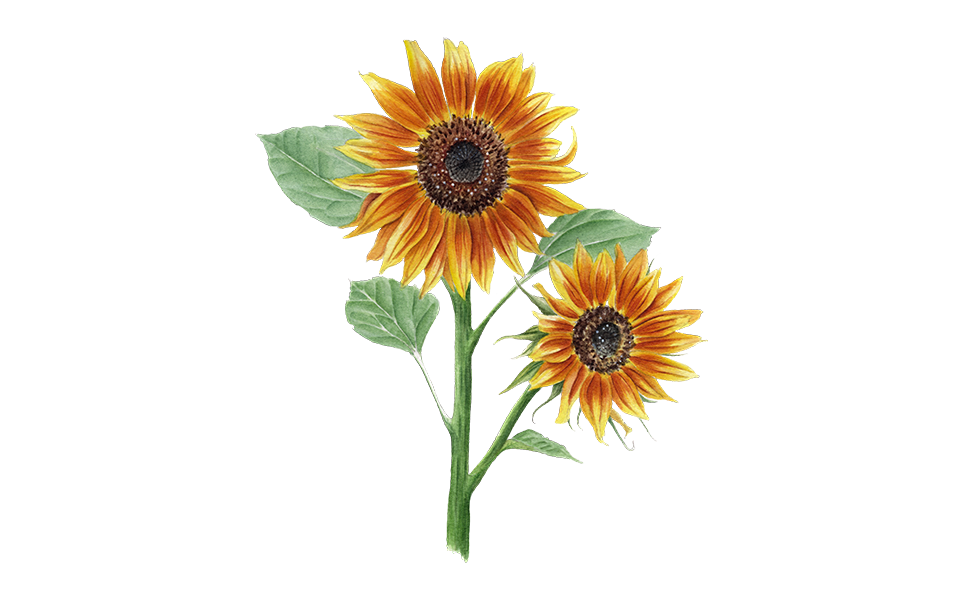 Illustration Sonnenblume