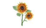 Illustration Sonnenblume