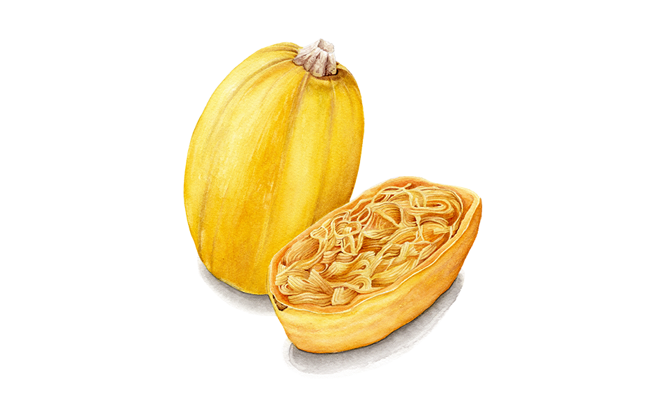 Illustration Spaghettikurbis