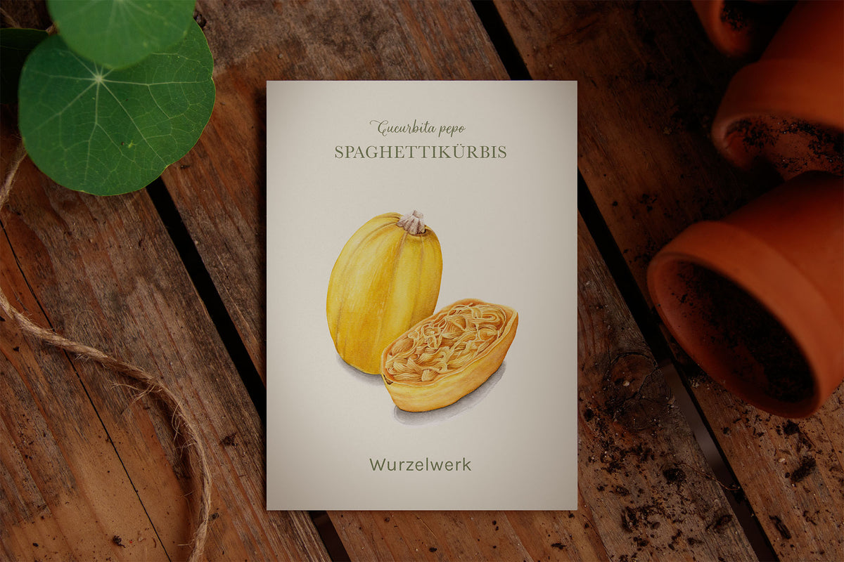 Saatguttütchen Illustration Spaghettikurbis