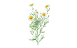 Illustration Speisechrysantheme