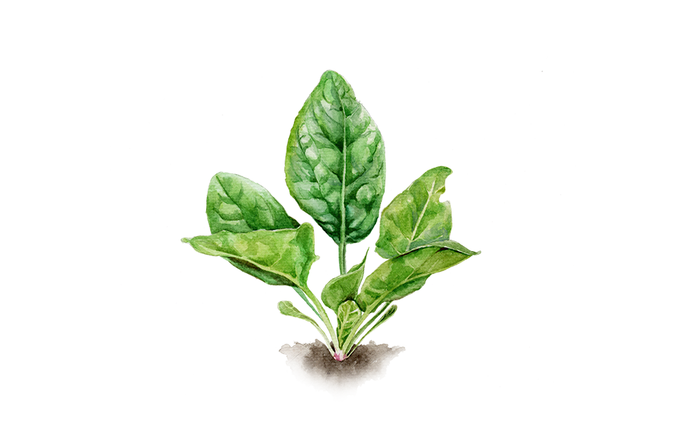 Illustration Spinat "Butterflay"