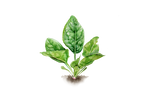Illustration Spinat "Butterflay"